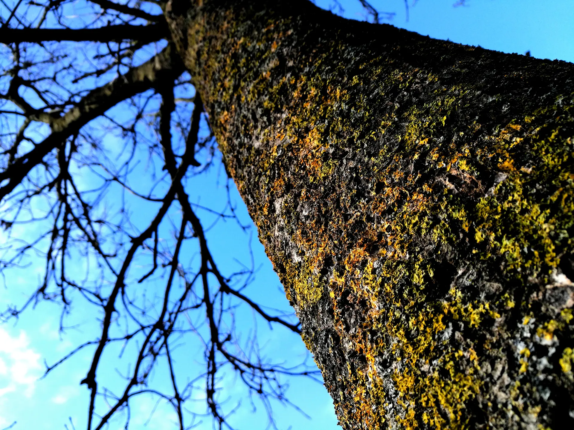 When Is Tree Removal Necessary?