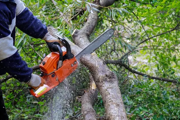 Tree Health and Removals
