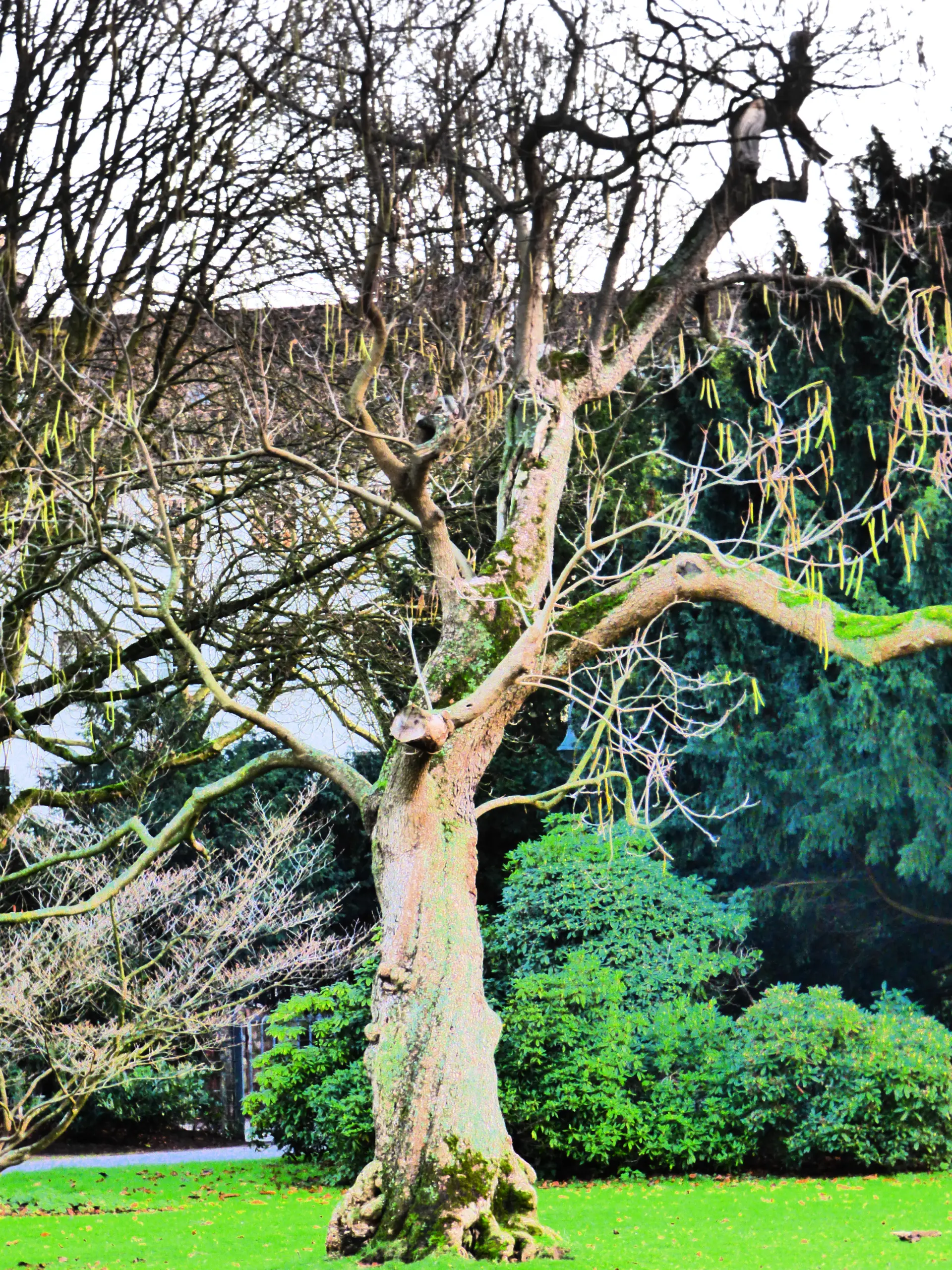 How Tree Surgery Can Improve Property Value Image