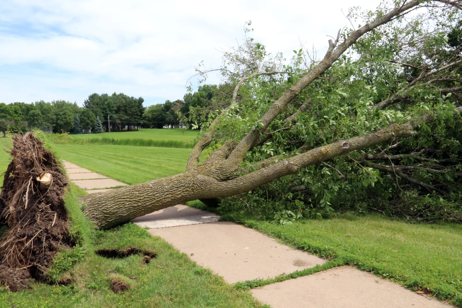 Storm Damage - When to Call a Tree Surgeon Image