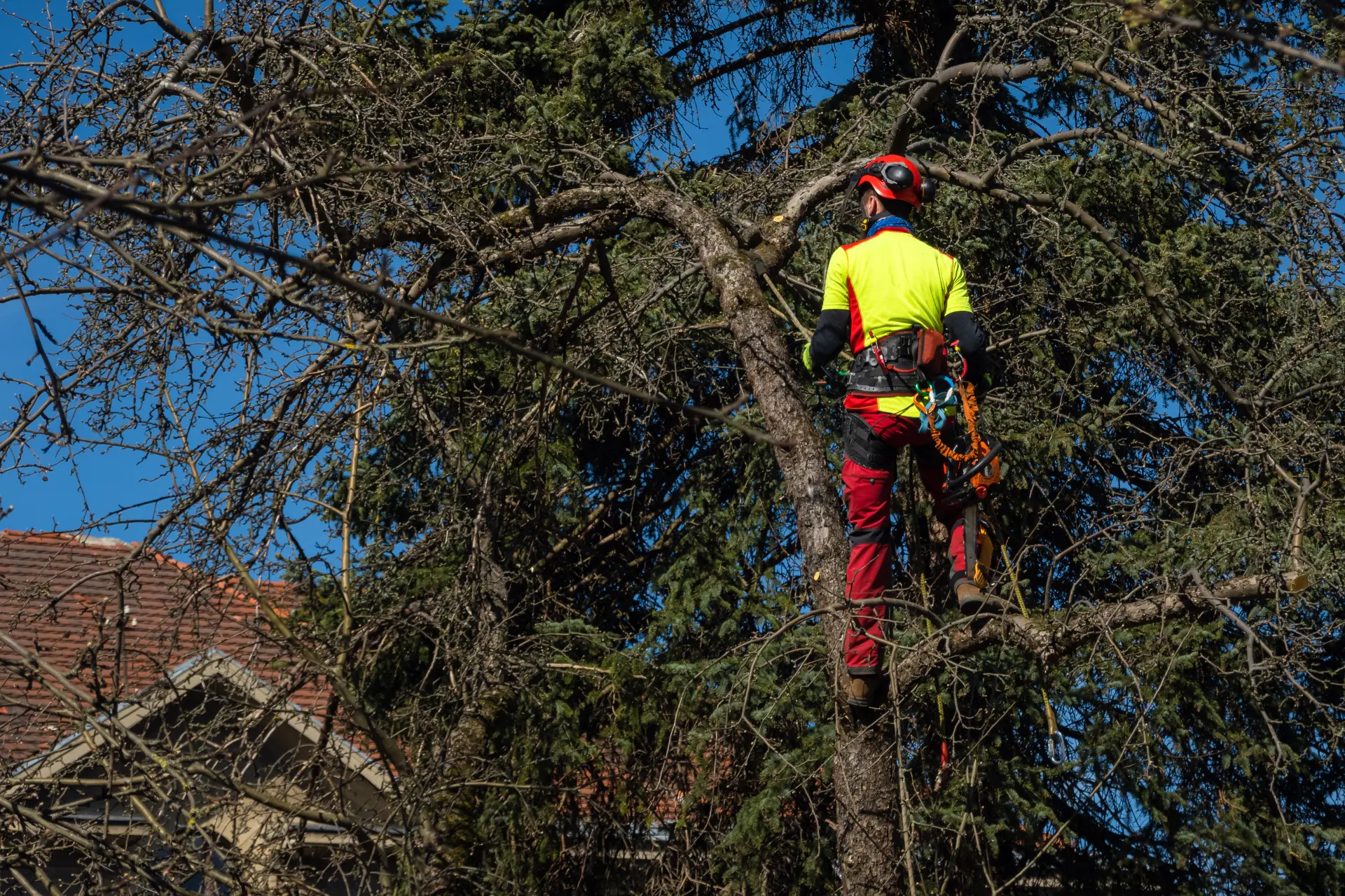 The Dangers of Delaying Tree Removal