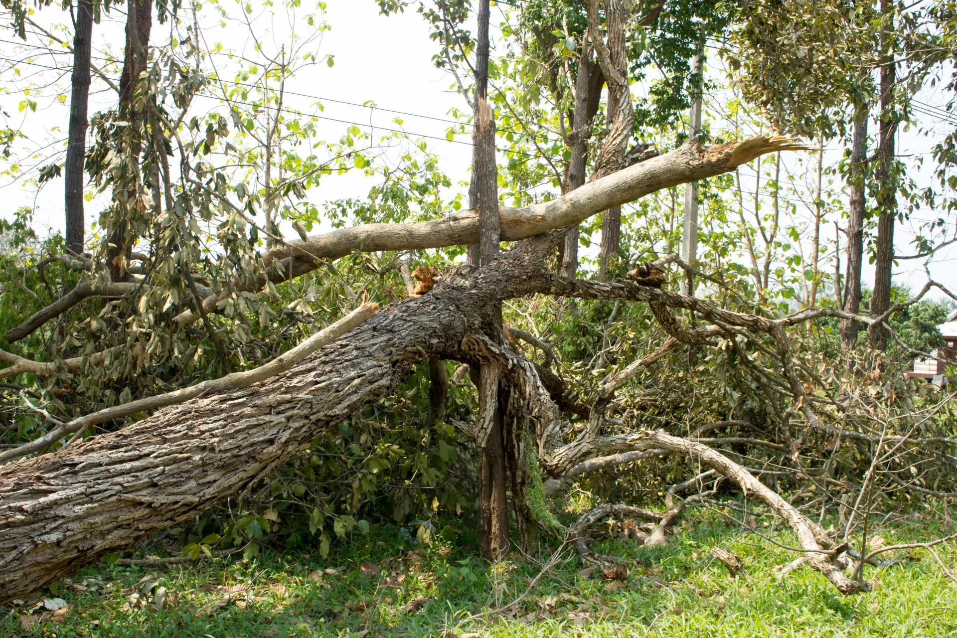Planting New Trees After Removal
