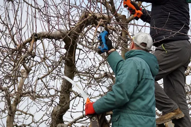 Professional Tree Removal