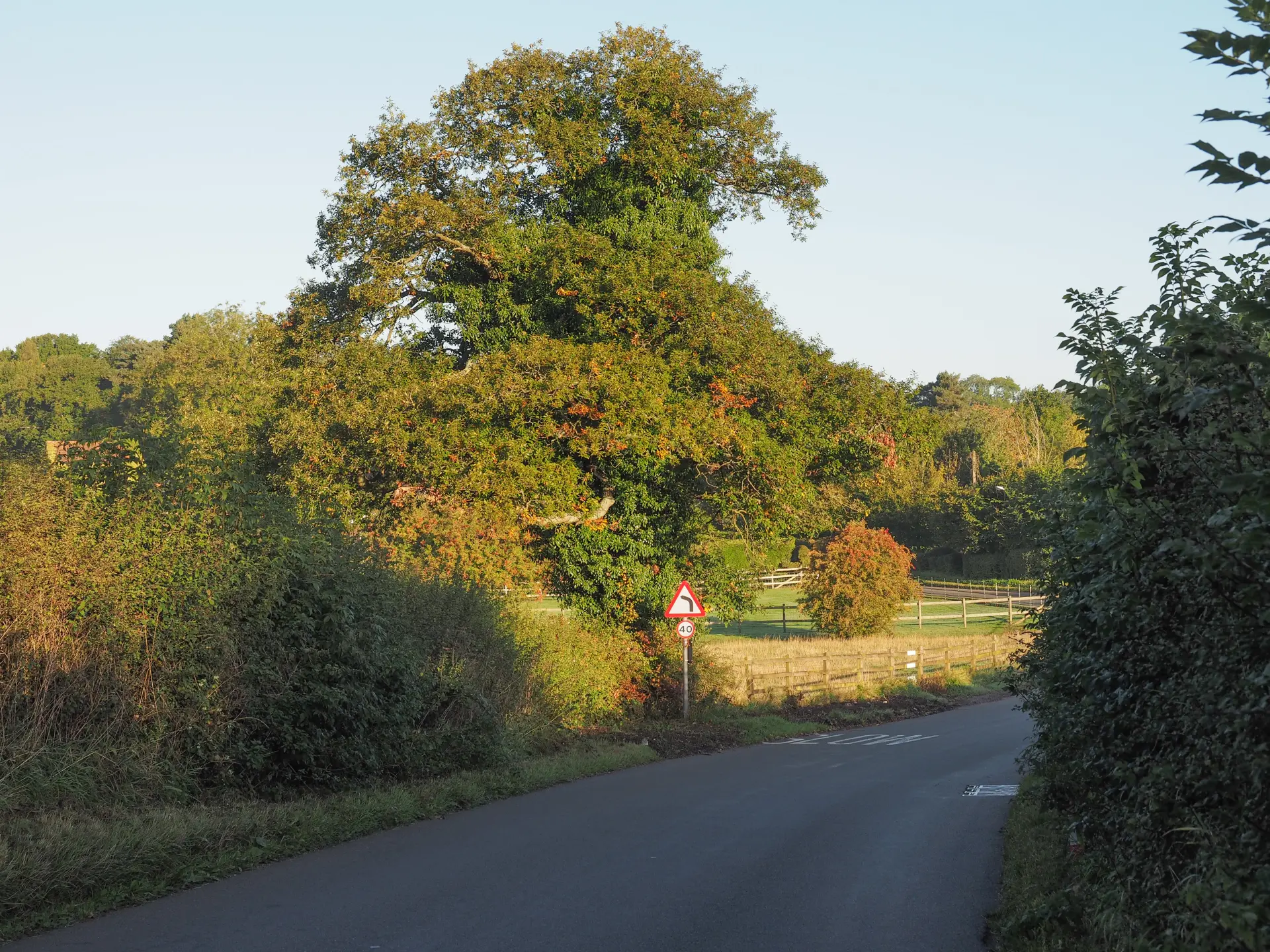 Trees near road - When Is Tree Removal Necessary?