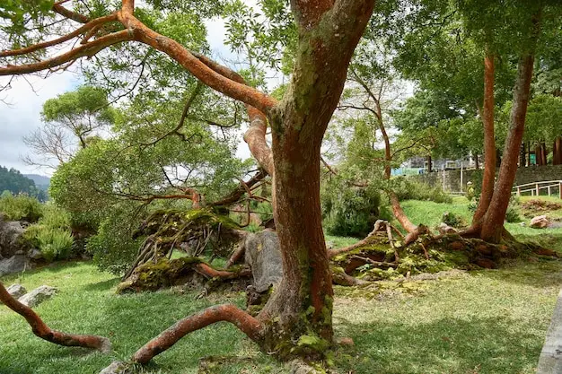 Tree Removal Quotes - What to Expect