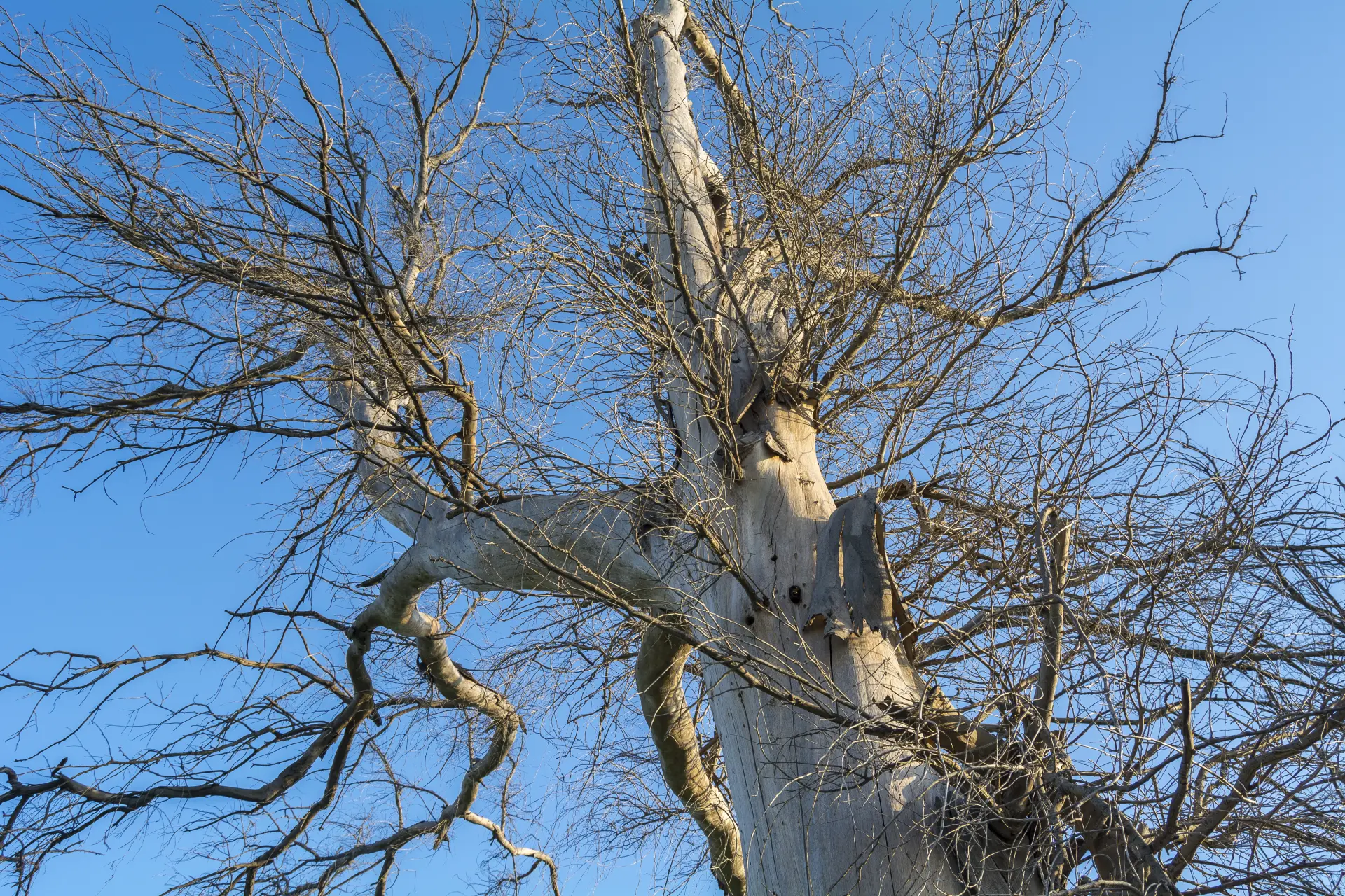 When Storm-Damaged Trees Become Dangerous
