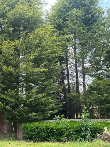 Tree and Woodland Care (image 2 of 2)