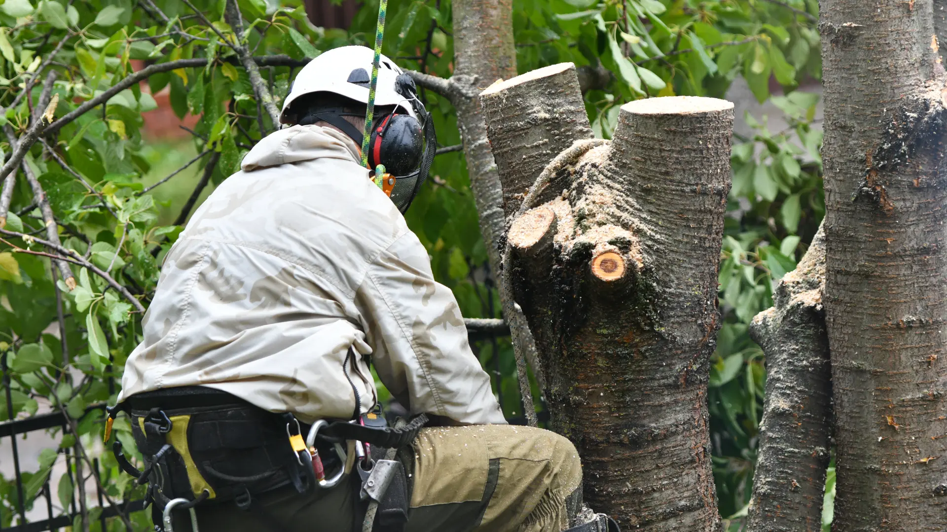 Increased Removal Costs - The Dangers of Delaying Tree Removal