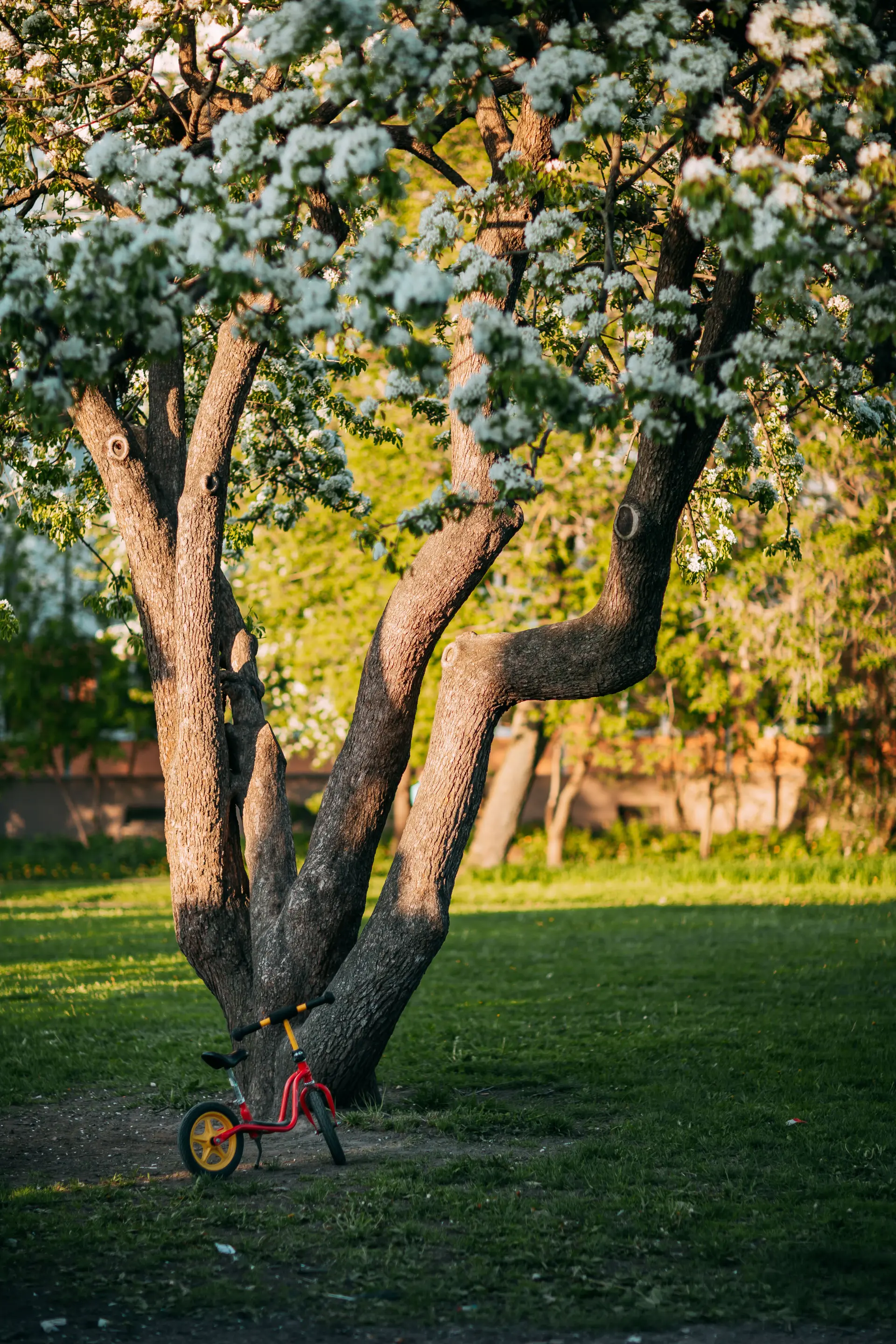 Common Tree Diseases and How a Surgeon Can Help