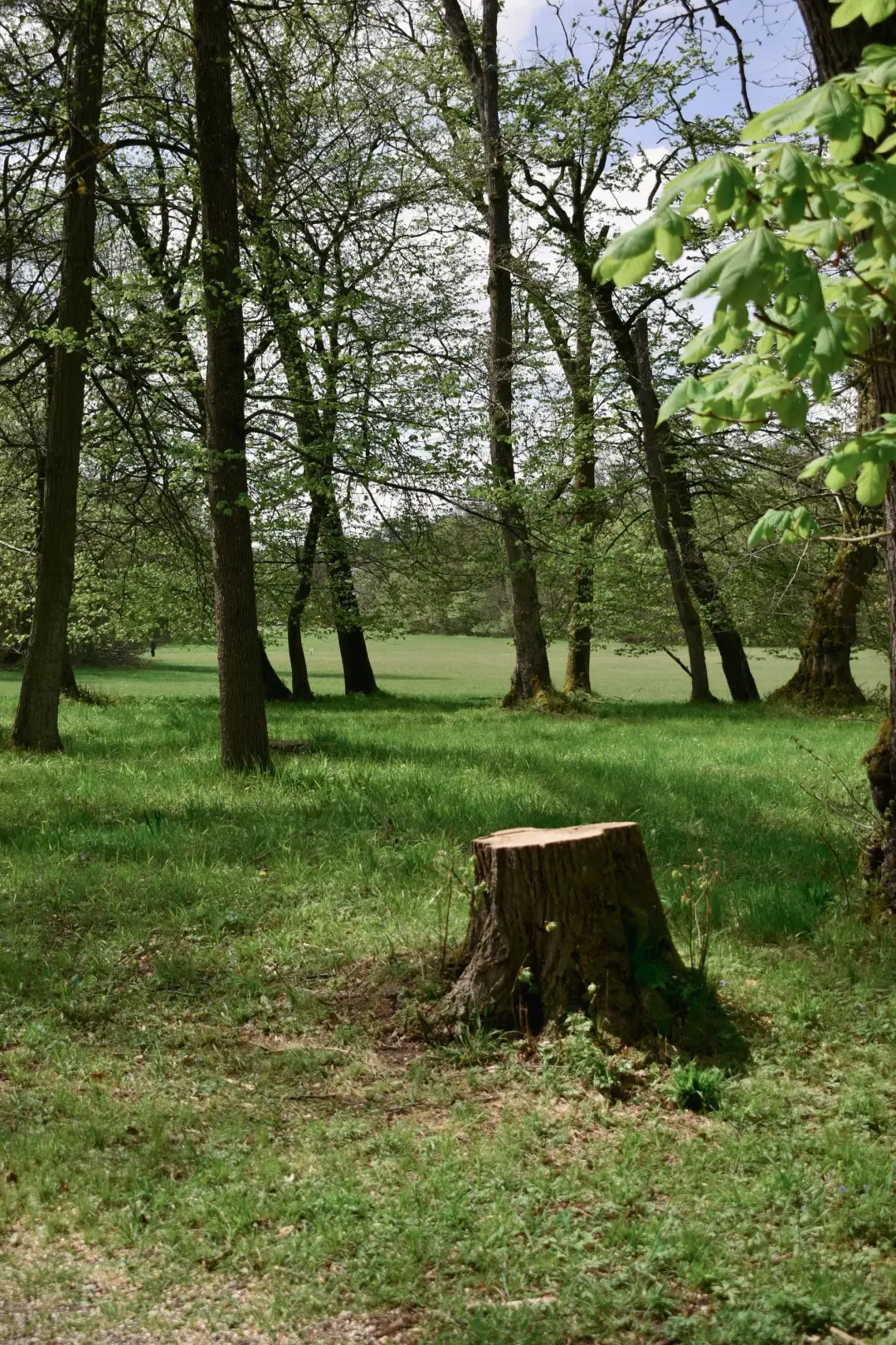 REMOVING UNWANTED TREE STUMPS