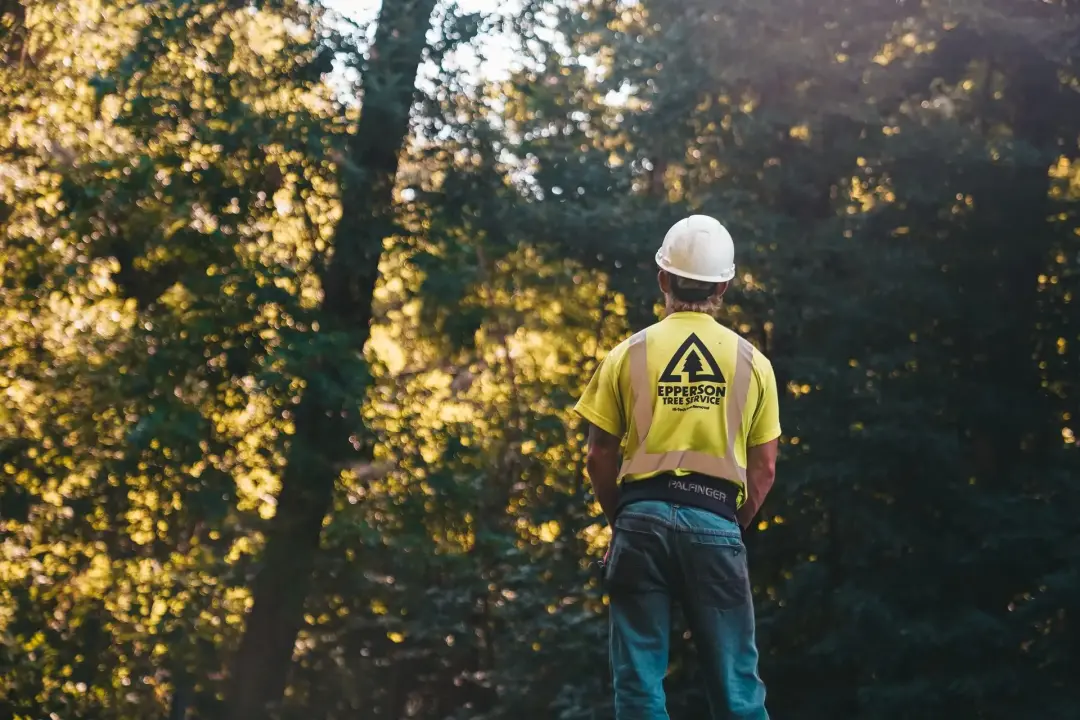 TREE SURGEON ASSESSES YOUR PRUNING NEEDS