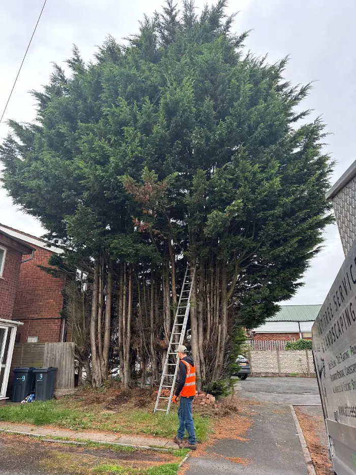 Tree Removal Birmingham, Wolverhampton, Dudley