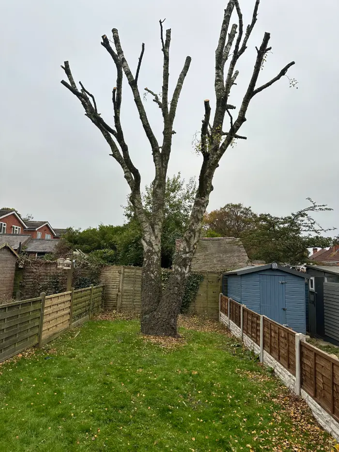 What Factors Determine The Cost Of Tree Removal