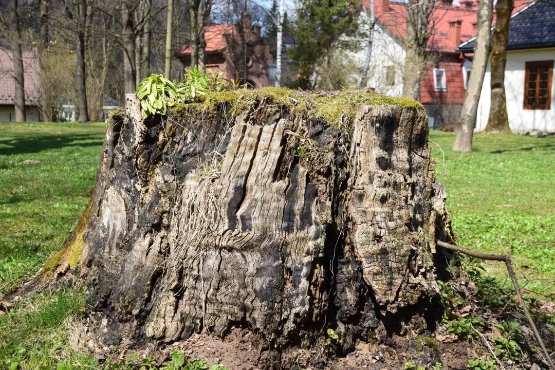 Tree Stump Grinding Explained Tree Stump Grinding Explained Image