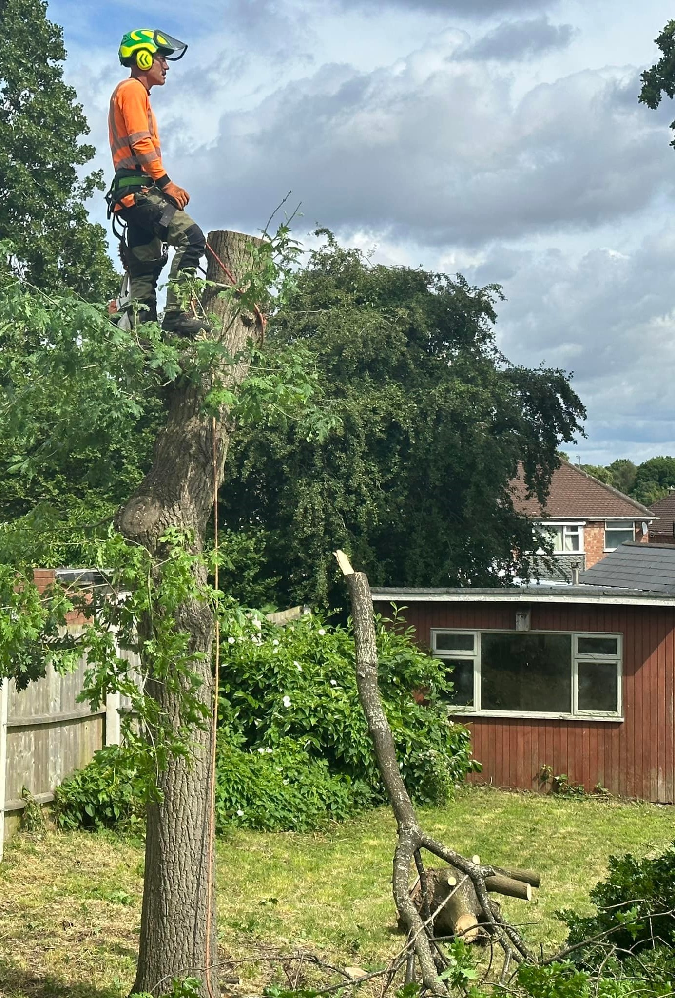 Northfield Tree Surgery Near Me | Tree Removal in Northfield