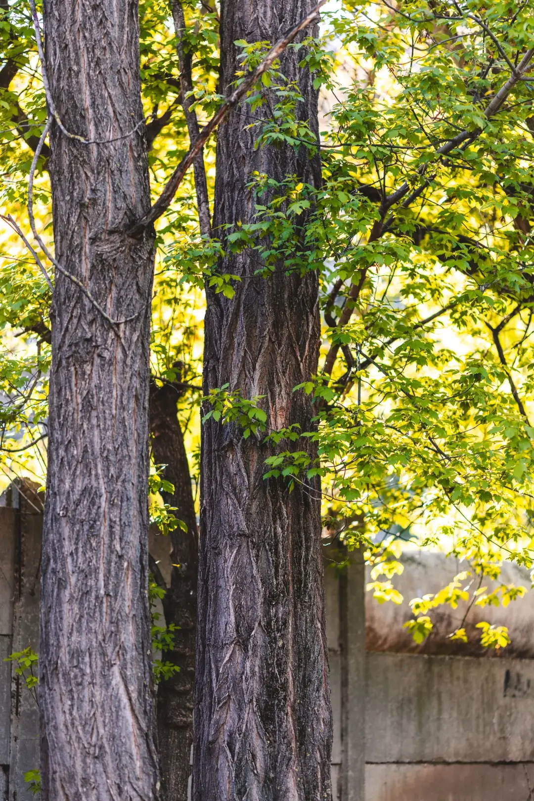 THE RIGHT APPROACH FOR YOUR TREE SPECIES