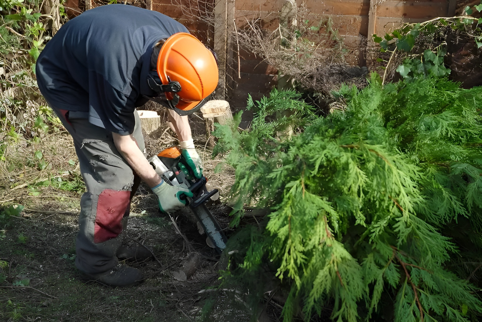 What to Expect During a Tree Surgery Visit