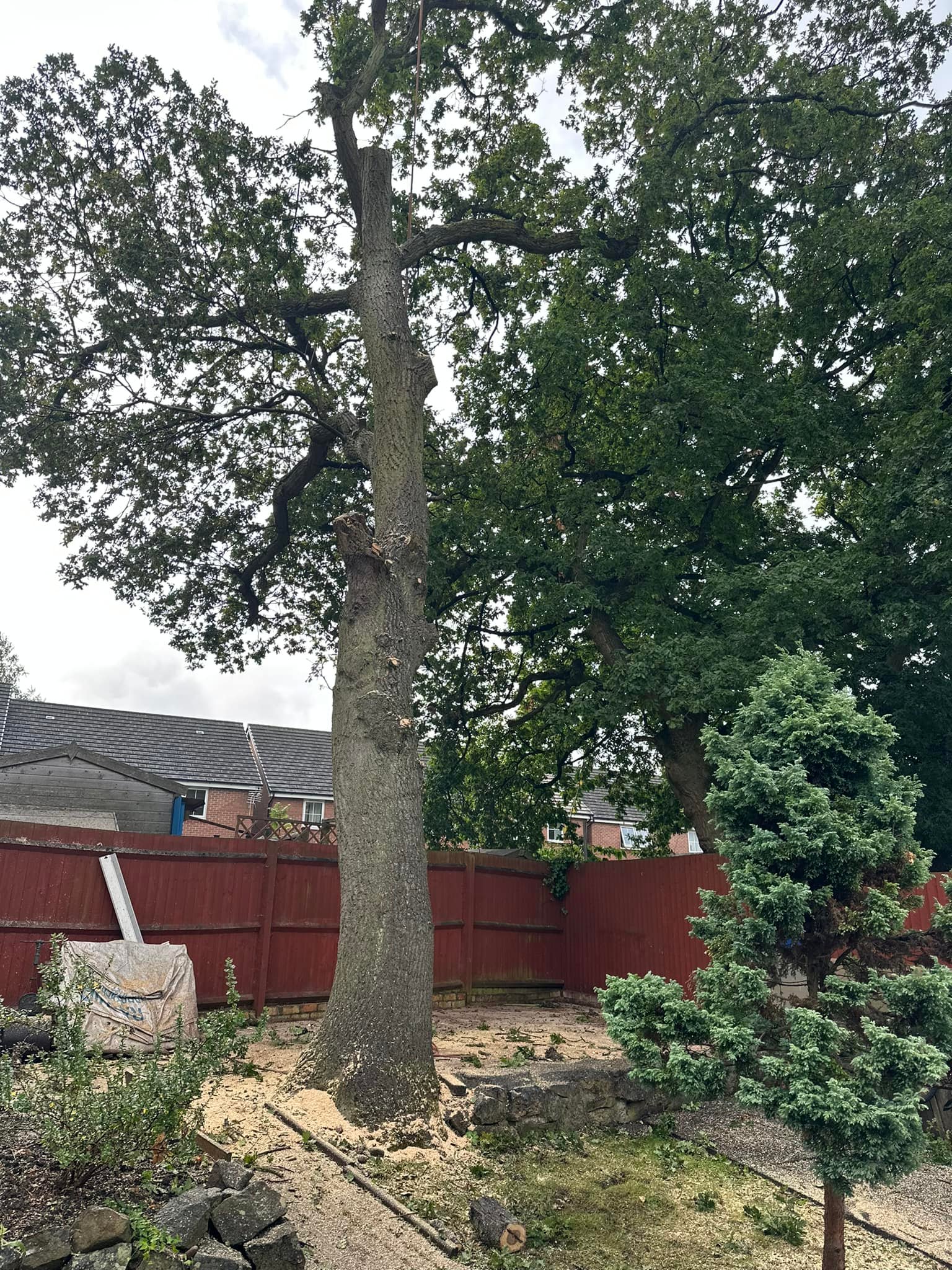 Falling Branches - How to Tell If a Tree Needs Removing