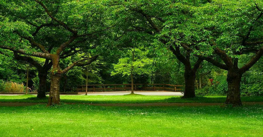 Trees on private property