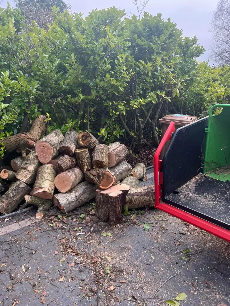 Cheswick Green Tree Removal Services